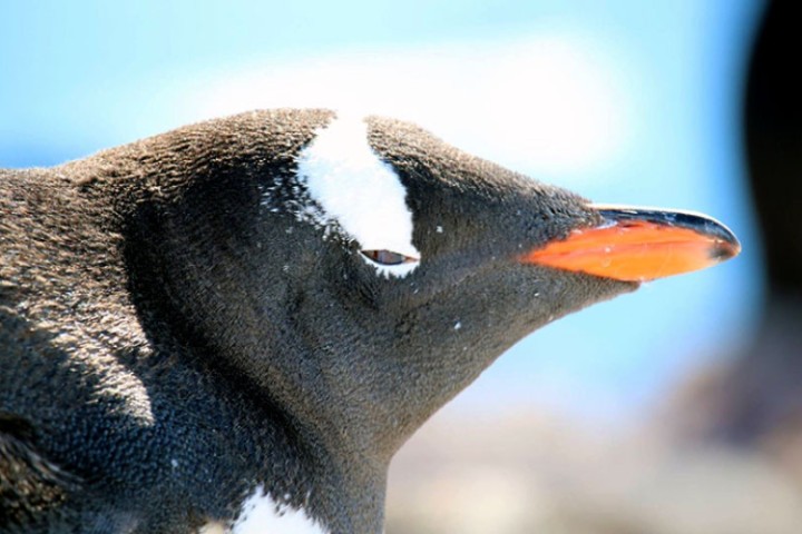 Look to Penguins to Track Antarctic Changes 